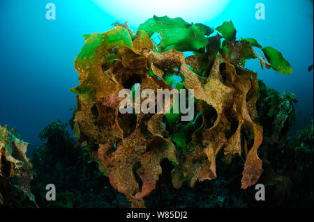 Ecklonia Kelp (Ecklonia radiata) Poor Knights Inseln, Marine Reserve, North Island, Neuseeland, Südpazifik, Juli. Stockfoto