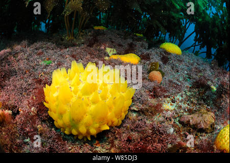 Gelbe nippel Schwämme (Polymastia croceus) am Meeresboden, Poor Knights Inseln, Marine Reserve, North Island, Neuseeland, Südpazifik, Juli. Stockfoto