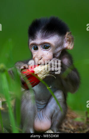 Long-tailed Makaken (Macaca fascicularis) Babys im Alter von 2-4 Wochen versuchen zu fressen die Früchte einer Schraube Kiefer (Pandanus Odoratissimus). Bako Nationalpark, Sarawak, Borneo, Malaysia. Stockfoto