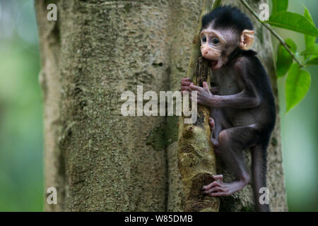 Long-tailed Makaken (Macaca fascicularis) Babys im Alter von 2-4 Wochen spielen auf einem Baum. Bako Nationalpark, Sarawak, Borneo, Malaysia. Stockfoto