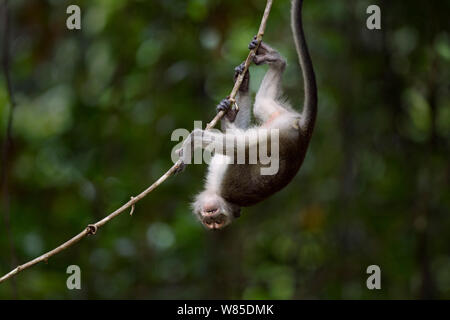 Long-tailed Makaken (Macaca fascicularis) Kinder spielen auf eine Liane. Bako Nationalpark, Sarawak, Borneo, Malaysia. Stockfoto