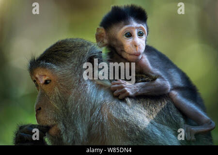 Long-tailed Makaken (Macaca fascicularis) Babys im Alter von 2-4 Wochen auf seinem Rücken sitzen. Bako Nationalpark, Sarawak, Borneo, Malaysia. Stockfoto