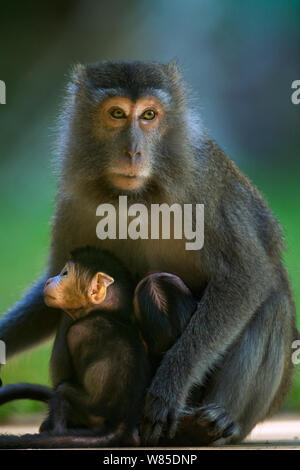 Long-tailed Makaken (Macaca fascicularis) Frau auf der Suche nach zwei Babys im Alter von 2-4 Wochen eine eigene des Anderen zu einer anderen Frau, auf die es zurück. Bako Nationalpark, Sarawak, Borneo, Malaysia. Stockfoto