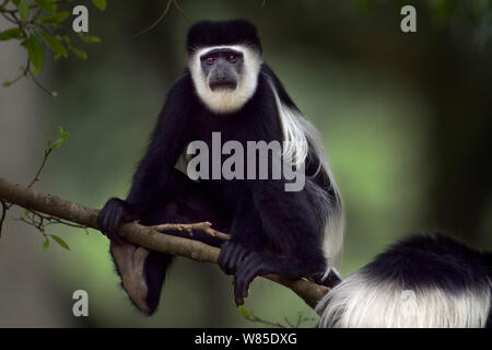 Östlichen schwarz-weißen Guerezas (Colobus guereza) Sitzen auf dem Baum. Kakamega Forest National Reserve, Western Province, Kenia Stockfoto