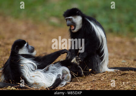 Östlichen schwarz-weißen Stummelaffen (Colobus Guereza) Affen spielen kämpfen. Kakamega Forest National Reserve Western Province, Kenia Stockfoto