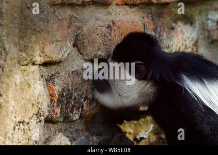 Östlichen schwarz-weißen Guerezas (Colobus guereza) lecken die Wand für die Salze und Mineralien. Kakamega Forest Süd, Western Province, Kenia Stockfoto