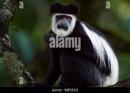 Östlichen schwarz-weißen Guerezas (Colobus guereza) Sitzen auf dem Baum. Kakamega Forest Süd, Western Province, Kenia Stockfoto