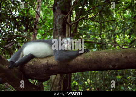 Northern Sumatra oder Thomas Blatt monkey (jugendsportlern thomasi) Weibliche ruht in einem Baum. Gunung Leuser Nationalpark, Sumatra, Indonesien Stockfoto