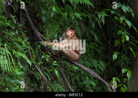 Süd- oder Sunda Schwein-tailed Makaken (Macaca nemestrina) weibliche Sitzen auf dem Baum. Wild aber gewohnt ist, und von der örtlichen Bevölkerung ernährt. Gunung Leuser Nationalpark, Sumatra, Indonesien. Stockfoto