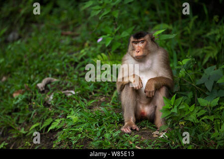 Süd- oder Sunda Schwein-tailed Makaken (Macaca nemestrina) Weibliche sitzen Portrait. Wild aber gewohnt ist, und von der örtlichen Bevölkerung ernährt. Gunung Leuser Nationalpark, Sumatra, Indonesien. Stockfoto