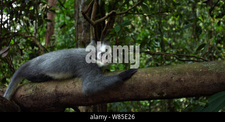 Northern Sumatra oder Thomas Blatt monkey (jugendsportlern thomasi) Weibliche ruht in einem Baum. Gunung Leuser Nationalpark, Sumatra, Indonesien. Stockfoto