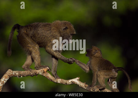 Zwei Olive baboon (Papio cynocephalus Anubis) Jugendliche spielen auf einem Zweig. Masai Mara National Reserve, Kenia. Jan 2012. Stockfoto