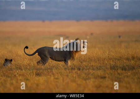 Männlicher afrikanischer Löwe (Panthera leo),&#39; &#39; Fleman Geste und sein Gebiet Kennzeichnung mit seine Hinterbeine. Masai Mara National Reserve, Kenia. Feb 2012. Stockfoto