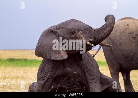 Afrikanischer Elefant (Loxodonta africana) Jugendliche im Schlamm nach dem Suhlen. Masai Mara National Reserve, Kenia. Feb 2012. Stockfoto