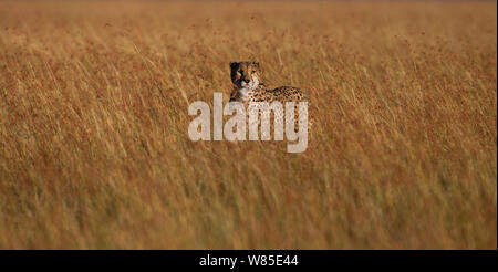 Gepard (Acinonyx jubatus) männlich zu Fuß durch hohes Gras. Masai Mara National Reserve, Kenia. Feb 2012. Stockfoto