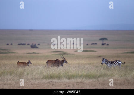 Gemeinsame Eland (tragelaphus Oryx) weiblich und Kalb gehen mit gemeinsamen oder Ebenen Zebra (Equus quagga Burchellii). Masai Mara National Reserve, Kenia. Feb 2012. Stockfoto