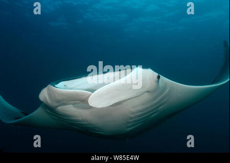 Riesige Mantarochen (Manta birostris) Norden Raja Ampat, West Papua, Indonesien, Pazifischer Ozean Stockfoto