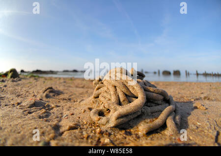 Wattwurm (Arenicola marina) geworfen am Strand, am Strand von Wattenmeer, Helgoland, Deutschland, Juni. Stockfoto