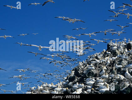 Basstölpel (Morus bassanus) im Flug über Bass Rock Kolonie, Erhabene, östlich von Schottland, Großbritannien. Stockfoto