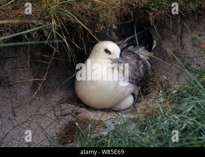 Eissturmvogel (Fulmaris glacialis) am Nest, Mousa, Shetland, UK. Stockfoto