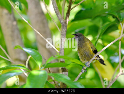 Neuseeland Bellbird (Anthornis melanura) Tiritiri Matangi Island, Neuseeland, November. Stockfoto