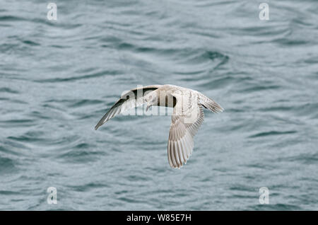 Kumlien&#39;s Möwe (Larus glaucoides kumlieni) Kinder im ersten Winter, Ardglass Hafen, County Down, Nordirland, Februar. Stockfoto