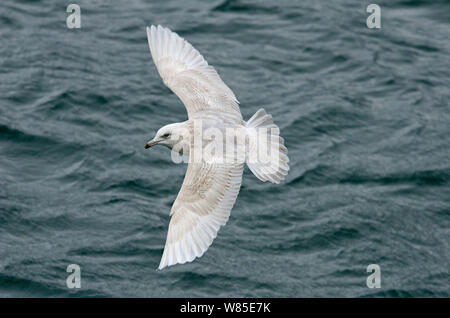 Island Möwe (Larus glaucoides) zweiten Winter Möwe im Flug, Ardglass Hafen, Nordirland, Februar. Stockfoto