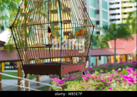 Rot-whiskered Bulbuls (Pycnonotus jocosus) in Käfigen, in regelmäßigen Vogel keepers Konferenz in Singapur, Juli 2011. Stockfoto