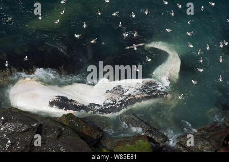 Die eissturmvögel Fulmarus (galcialis) Fütterung auf angeschwemmte Pottwal (Physeter macrocephalus) Tierkörper am Fuß der Klippen am Hermaness, Shetlandinseln, Schottland, UK, Juni. Stockfoto