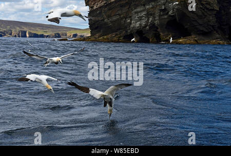 Basstölpel (Morus bassanus) im Flug über das Meer mit einem Tauchen, Noss, Shetlandinseln, Schottland, UK, Juni. Stockfoto