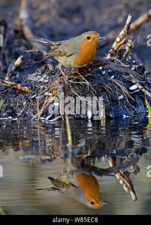 Robin (Erithacus Rubecula) in der Pfütze, Norfolk, England, UK, Januar wider. Stockfoto