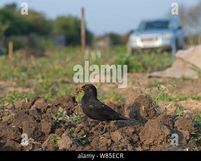 Amsel (Turdus merula) Würmer sammeln im Garten zu füttern Junge, Norfolk, England, UK, Mai. Stockfoto