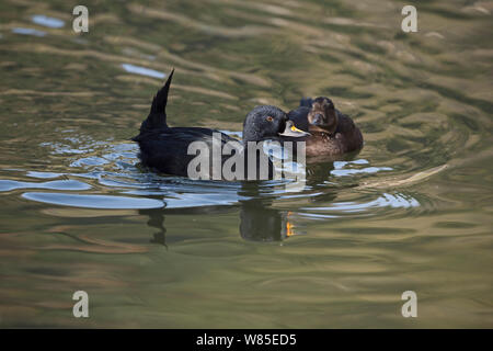 Gemeinsame (scoter Melanitta nigra) männlich zu weiblich, Captive, die in Europa und Asien. Stockfoto