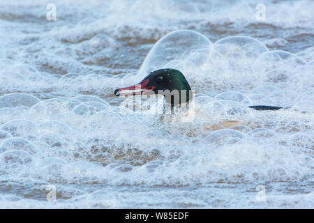 Gänsesäger (Mergus Merganser) männlich, Dumfries, Schottland, UK, Dezember. Stockfoto