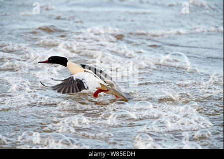 Gänsesäger (Mergus Merganser) männlich, Dumfries, Schottland, UK, Dezember. Stockfoto