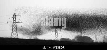 Star (Sturnus vulgarss) murmuration von schätzungsweise Herde von einer Million Ankunft auf Roost, Rigg, Dumfries und Galloway, Schottland, Großbritannien. Dezember. Stockfoto