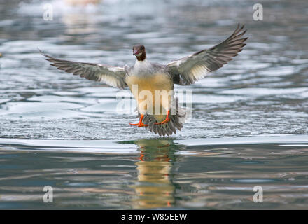 Gänsesäger (Mergus Merganser) weibliche Landung, Genfer See, Schweiz, März. Stockfoto