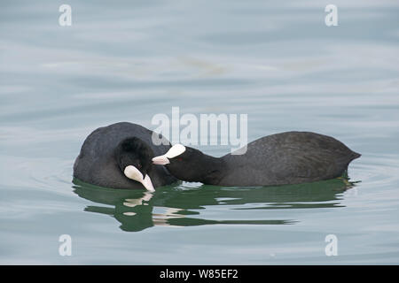 Eurasischen Blässhühner (Fulica atra allo) putzen am Genfer See, Schweiz, März. Stockfoto