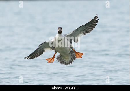 Gänsesäger (Mergus Merganser) männliche Landung, Genfer See, Schweiz, März. Stockfoto