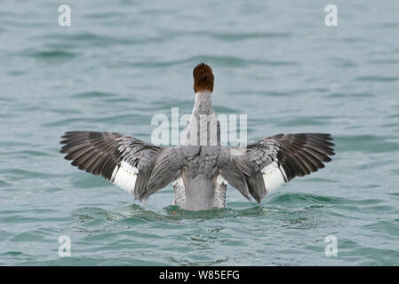 Gänsesäger (Mergus Merganser) femalewith Flügel ausgestreckt, Genfer See, Schweiz, März. Stockfoto