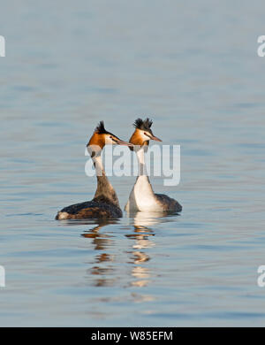 Großartig - Haubentaucher (Podiceps cristatus) Paar in den Kopf schütteln courtship Ritual crested, Genfer See, Schweiz, März. Stockfoto