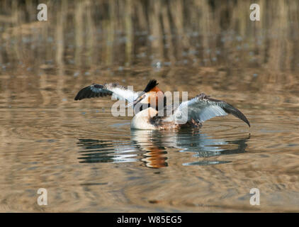 Großartig - Haubentaucher (Podiceps cristatus) Erwachsene in der &#39;cat Chinese Crested Haltung &#39; Balz Ritual, Genfer See, Schweiz, März. Stockfoto