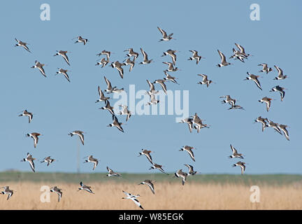 Schwarz-tailed Godwits (Cygnus olor) über abkratzen, Cley Sümpfe finden, Norfolk, England, UK. März. Stockfoto