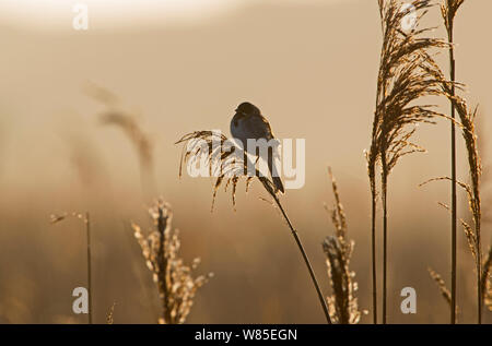 Rohrammer (Emberiza schoeniclus) männlich, Cley Sümpfe finden, Norfolk, England, UK. März Stockfoto