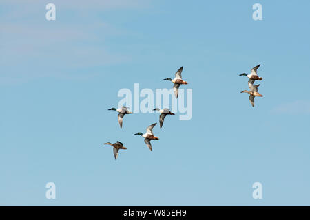 Northern Shoveler (Anas Clypeata) Herde im Flug, North Norfolk, England, UK, März. Stockfoto