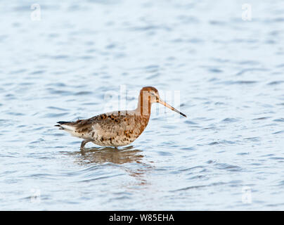 Uferschnepfe (Limosa limosa) nach der Mauser im Winter den Zucht Gefieder, Brancaster, Norfolk, England, UK. März Stockfoto