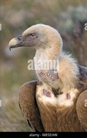 Porträt der Eurasischen Gänsegeier (Tylose in Fulvus) Erwachsene in den katalanischen Pyrenäen, Spanien, November. Stockfoto