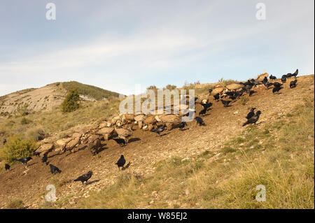 Herde der Eurasischen Gänsegeier (Tylose in Fulvus) Futterstelle in den katalanischen Pyrenäen, Spanien, November. Stockfoto