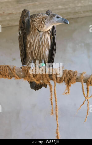 Lange-billed Geier (Tylose in Indicus) Erwachsene in Gefangenschaft in der Geier Erhaltungszucht Center in der Nähe von Pinjore in Haryana, Indien. März 2005. Stockfoto