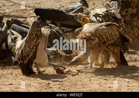 Lange-billed Geier (Tylose in Indicus) und Oriental white-backed Geier (Tylose in Bengalensis) Ernährung auf sauberen Ziegenfleisch, Captive, Geier Erhaltungszucht Center in der Nähe von Pinjore in Haryana, Indien. März 2005. Stockfoto